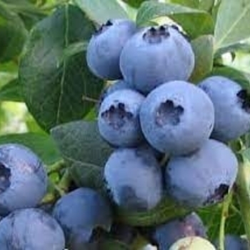 'Hello Darlin' - Blueberry 'Hello Darlin' - Blueberry
