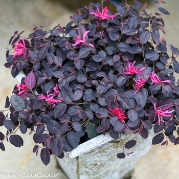 'Jazz Hands Mini' - Loropetalum 'Jazz Hands Mini' - Loropetalum