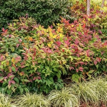 'Blush Pink' - Nandina 'Blush Pink' - Nandina