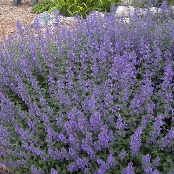 Nepeta racemosa - 'Walkers Low' Catmint Nepeta racemosa - 'Walkers Low' Catmint