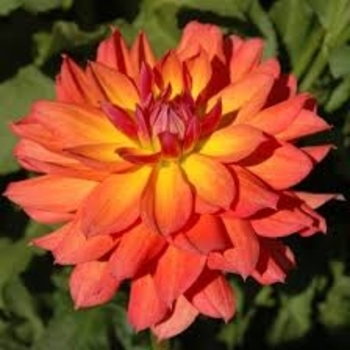 'Firepot' - Dahlia 'Firepot' - Dahlia