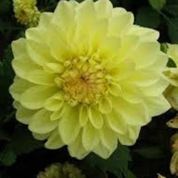 'Go Go Yellow' - Dahlia 'Go Go Yellow' - Dahlia