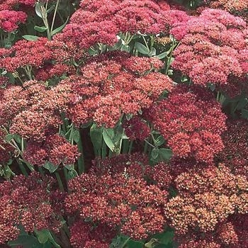 Multiple Varieties - Sedum Multiple Varieties - Sedum