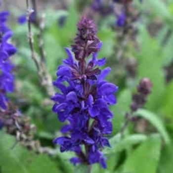 'Dark Matter' - Salvia 'Dark Matter' - Salvia