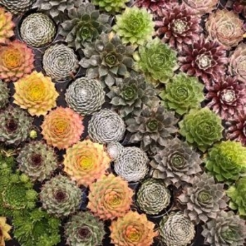 Multiple Varieties - Hen and Chicks Multiple Varieties - Hen and Chicks