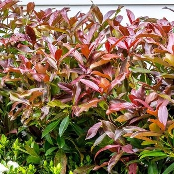 'Coppertop' - Viburnum 'Coppertop' - Viburnum