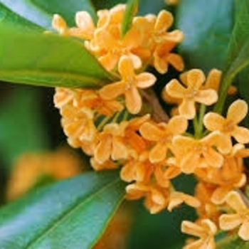 'Fragrant Tea Olive' - Osmanthus 'Fragrant Tea Olive' - Osmanthus