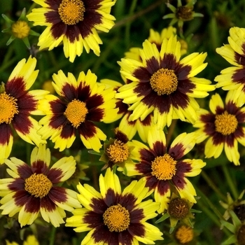Big Bang™ 'Cosmic Eye' - Coreopsis (Tickseed) Big Bang™ 'Cosmic Eye' - Coreopsis (Tickseed)