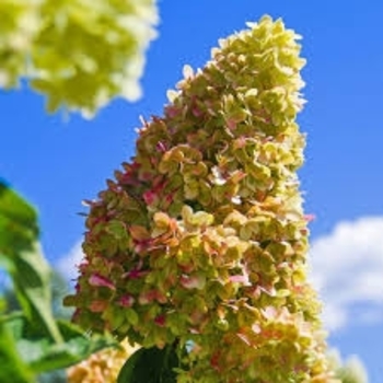 Dragon Baby™ - Hydrangea Dragon Baby™ - Hydrangea