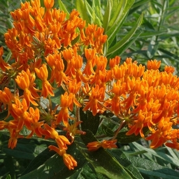 Asclepias tuberosa - Butterfly Milkweed Asclepias tuberosa - Butterfly Milkweed