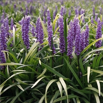 'Purple Explosion' - Liriope 'Purple Explosion' - Liriope
