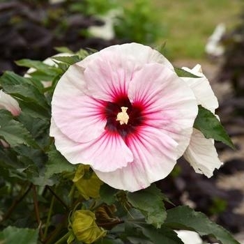 'Angel Eyes' - Hibiscus 'Angel Eyes' - Hibiscus