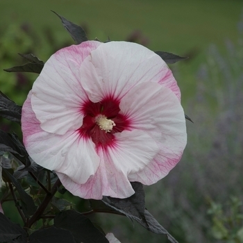 'Perfect Storm' - Hibiscus 'Perfect Storm' - Hibiscus