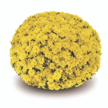 Arluno Yellow - Garden Mum Arluno Yellow - Garden Mum