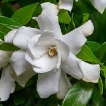 'Fool Proof' - Gardenia 'Fool Proof' - Gardenia