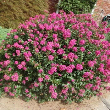 'Pocomoke Dwarf' - Crape Myrtle 'Pocomoke Dwarf' - Crape Myrtle