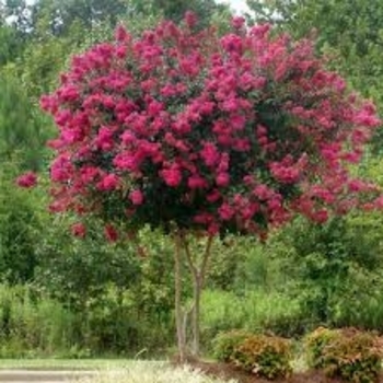 'Pink Velour' - Crape Myrtle 'Pink Velour' - Crape Myrtle