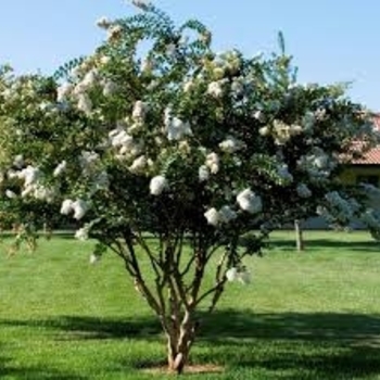 'Acoma' - Crape Myrtle 'Acoma' - Crape Myrtle