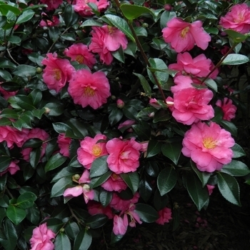 'Shishi-Gashira' - Camellia 'Shishi-Gashira' - Camellia