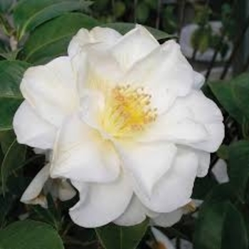 'Autumn Rocket' - Camellia 'Autumn Rocket' - Camellia