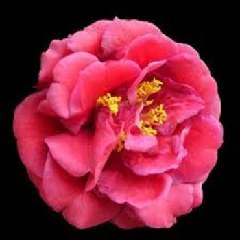 'Turandot' - Camellia 'Turandot' - Camellia