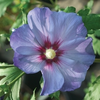 'Azurri Blue Satin' - Rose of Sharon 'Azurri Blue Satin' - Rose of Sharon