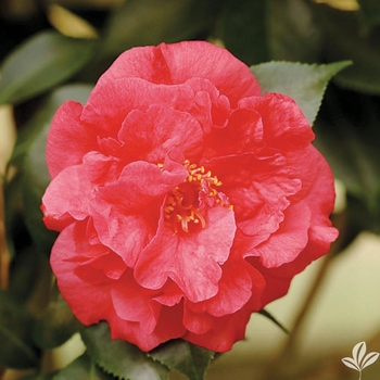 'Kramer's Beauty ' - Camellia 'Kramer's Beauty ' - Camellia