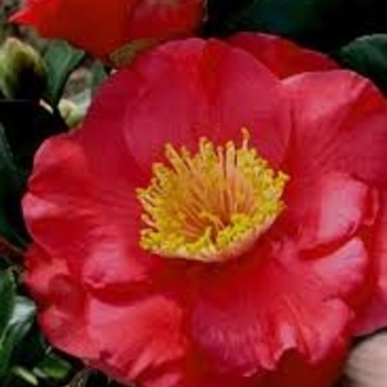 'Dr. J.C. Raulston' - Camellia 'Dr. J.C. Raulston' - Camellia