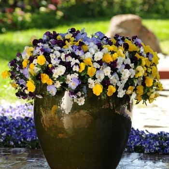 'Cool Wave' Variety - Pansy 'Cool Wave' Variety - Pansy