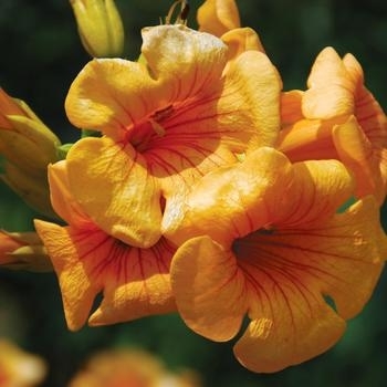 Trumpet Vine - Summer Jazz™ 'Sunrise Gold' Trumpet Vine - Summer Jazz™ 'Sunrise Gold'