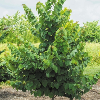 'Garden Gems Emerald' - Redbud 'Garden Gems Emerald' - Redbud