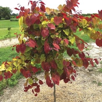 'Flame Thrower' - Redbud 'Flame Thrower' - Redbud
