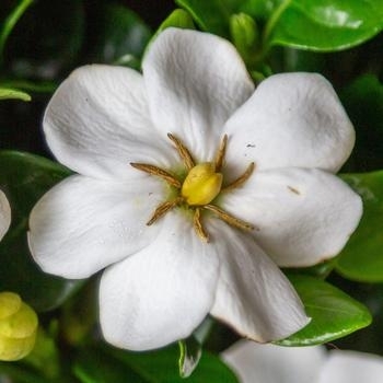 'Diamond Spire' - Gardenia 'Diamond Spire' - Gardenia