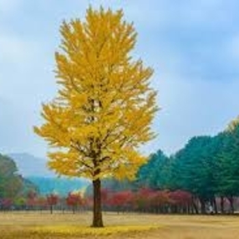 Ginkgo biloba - 'Princeton Sentry' Maidenhair Tree Ginkgo biloba - 'Princeton Sentry' Maidenhair Tree