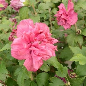 'French Cabaret Red' - Rose of Sharon 'French Cabaret Red' - Rose of Sharon