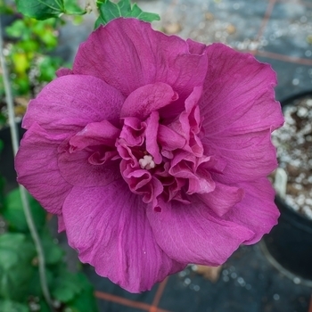 'Magenta Chiffon' - Rose of Sharon 'Magenta Chiffon' - Rose of Sharon