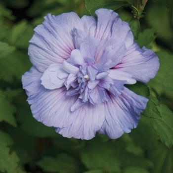 'Blue Chiffon' - Rose of Sharon 'Blue Chiffon' - Rose of Sharon