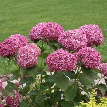 'Invincibelle Mini Mauvette' - Hydrangea 'Invincibelle Mini Mauvette' - Hydrangea