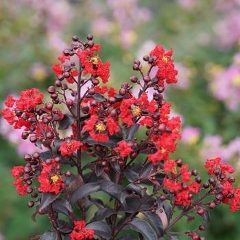 'Center Stage Red' - Crape Myrtle 'Center Stage Red' - Crape Myrtle
