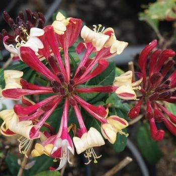 'Peaches and Cream' - Honeysuckle 'Peaches and Cream' - Honeysuckle