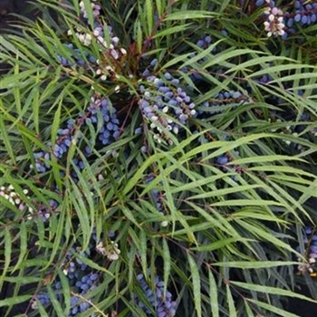 'Indigo Flair' - Mahonia 'Indigo Flair' - Mahonia