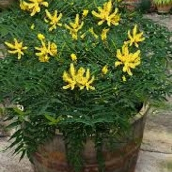 'Funky Flow' - Mahonia 'Funky Flow' - Mahonia