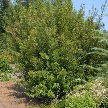 Myrica cerifera - Southern Wax Myrtle Myrica cerifera - Southern Wax Myrtle