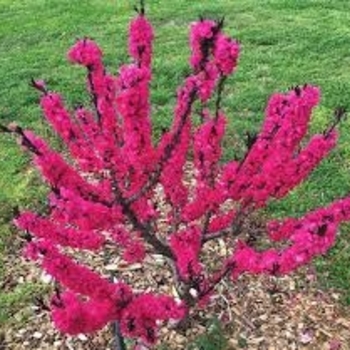'Ruby Ruffle' - Patio Peach Tree 'Ruby Ruffle' - Patio Peach Tree
