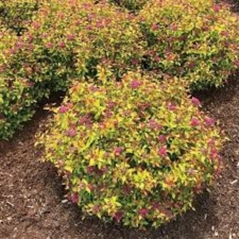 'Rainbow Fizz' - Spirea 'Rainbow Fizz' - Spirea