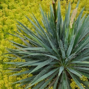 'Excalibur' - Yucca 'Excalibur' - Yucca