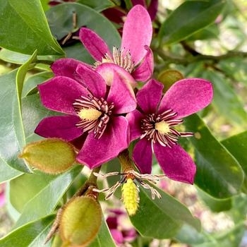 'Stellar Ruby' - Magnolia 'Stellar Ruby' - Magnolia