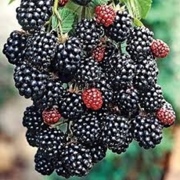 'Prime Ark' - Blackberry 'Prime Ark' - Blackberry
