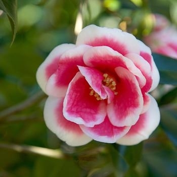 'Christmas Carol' - Camellia 'Christmas Carol' - Camellia