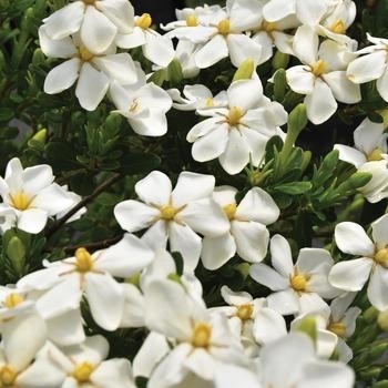 'Snow Girl' - Gardenia 'Snow Girl' - Gardenia